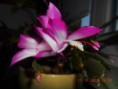 /album/fotogalerie/dscn1365-jpg/