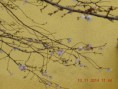 /album/sakura-na-hlavni-tride-kvetla-v-zime/dscn1399-jpg/