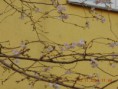 /album/sakura-na-hlavni-tride-kvetla-v-zime/dscn1400-jpg/