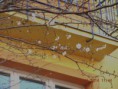 /album/sakura-na-hlavni-tride-kvetla-v-zime/dscn1401-jpg/