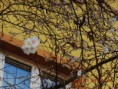 /album/sakura-na-hlavni-tride-kvetla-v-zime/dscn1405-jpg/
